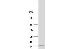 Western Blotting (WB) image for G Protein gamma 4 (GNG4) (Transcript Variant 3) protein (Myc-DYKDDDDK Tag) (ABIN2722105)