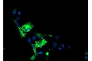 Anti-ALOX15 mouse monoclonal antibody (ABIN2455602) immunofluorescent staining of COS7 cells transiently transfected by pCMV6-ENTRY ALOX15 (RC206621). (ALOX15 Antikörper)