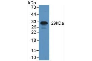 Detection of NE in Human Leukocyte Cells using Polyclonal Antibody to Neutrophil Elastase (NE) (ELANE Antikörper  (AA 30-247))