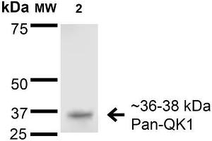 Western Blot analysis of Rat Brain Membrane showing detection of 36-38 kDa QKI (pan) protein using Mouse Anti-QKI (pan) Monoclonal Antibody, Clone S147-6 .