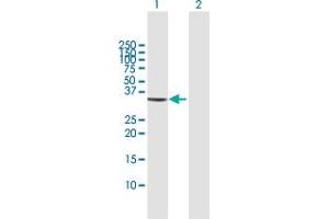 Western Blot analysis of GOLPH3 expression in transfected 293T cell line by GOLPH3 MaxPab polyclonal antibody. (GOLPH3 Antikörper  (AA 1-298))