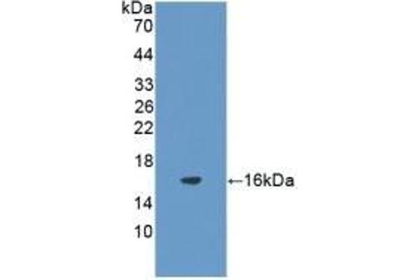 FSHB anticorps  (AA 21-130)