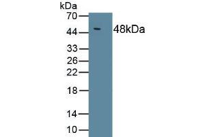 Detection of Recombinant IL10, Chicken using Polyclonal Antibody to Interleukin 10 (IL10) (IL-10 Antikörper  (AA 22-175))