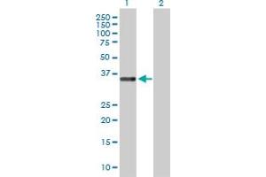 Western Blot analysis of STEAP1 expression in transfected 293T cell line by STEAP1 MaxPab polyclonal antibody. (STEAP1 Antikörper  (AA 1-339))