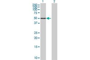Western Blot analysis of SIGLEC6 expression in transfected 293T cell line by SIGLEC6 MaxPab polyclonal antibody. (SIGLEC6 Antikörper  (AA 1-437))