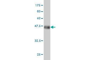 Western Blot detection against Immunogen (36. (DSE Antikörper  (AA 574-673))