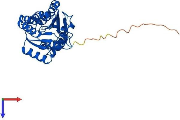DHRS4 Protein (AA 1-279) (His tag)