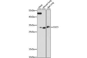 Western blot analysis of extracts of various cell lines, using CLIC3 antibody (ABIN7266336) at 1:1000 dilution. (CLIC3 Antikörper  (AA 87-236))