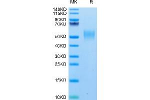 Biotinylated Human SLAMF1 on Tris-Bis PAGE under reduced condition. (SLAMF1 Protein (AA 21-237) (His-Avi Tag,Biotin))