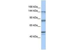 Image no. 1 for anti-CSE1 Chromosome Segregation 1-Like (CSE1L) (N-Term) antibody (ABIN6744330) (Exportin 2 Antikörper  (N-Term))