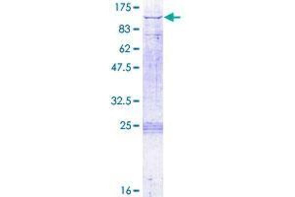 DBF4 Protein (AA 1-674) (GST tag)