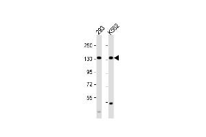 All lanes : Anti-MCM9 Antibody (C-term) at 1:1000 dilution Lane 1: 293 whole cell lysate Lane 2: K562 whole cell lysate Lysates/proteins at 20 μg per lane. (MCM9 Antikörper  (C-Term))