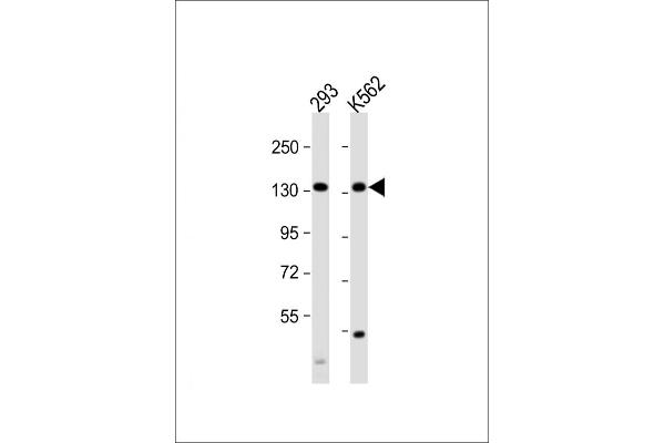 MCM9 Antikörper  (C-Term)