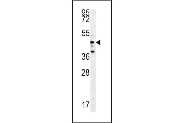 Nemo-Like Kinase Antikörper  (AA 275-300)