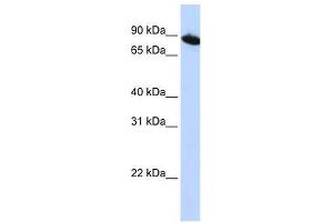 ZNF780A antibody used at 0. (ZNF780A Antikörper  (N-Term))