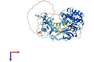 PKC zeta Protein (AA 1-592) (His tag)