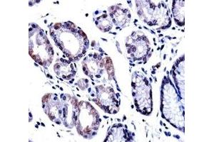 G3BP1 antibody immunohistochemistry analysis in formalin fixed and paraffin embedded human stomach tissue.