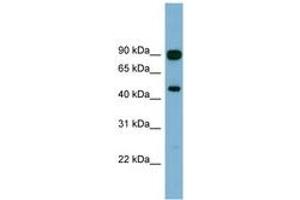 Image no. 1 for anti-Acylglycerol Kinase (AGK) (AA 107-156) antibody (ABIN6744135) (Acylglycerol Kinase Antikörper  (AA 107-156))