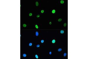 Immunofluorescence (IF) image for anti-Lamin A/C (LMNA) antibody (ABIN7268177)