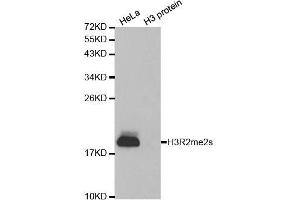 Western blot analysis of extracts of various cell lines, using Symmetric DiMethyl-Histone H3-R2 antibody. (Histone 3 Antikörper  (H3R2me2))