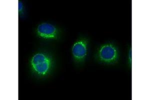 ICC/IF analysis of CAPNS1 in HeLa cells line, stained with DAPI (Blue) for nucleus staining and monoclonal anti-human CAPNS1 antibody (1:100) with goat anti-mouse IgG-Alexa fluor 488 conjugate (Green). (Calpain S1 Antikörper  (AA 84-268))