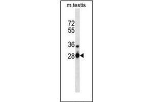 Western blot analysis of CSDA Antibody (Center) in mouse testis tissue lysates (35ug/lane). (CSDA Antikörper  (Middle Region))