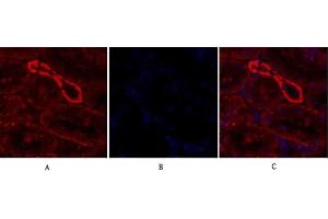 Immunofluorescence analysis of rat kidney tissue. (IRS1 Antikörper)