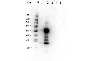 Western Blot of Rabbit anti-Mouse IgG2a antibody. (Kaninchen anti-Maus IgG2a (Heavy Chain) Antikörper - Preadsorbed)