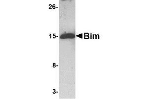 Western Blotting (WB) image for anti-BCL2-Like 11 (Apoptosis Facilitator) (BCL2L11) antibody (ABIN1031697) (BIM Antikörper)
