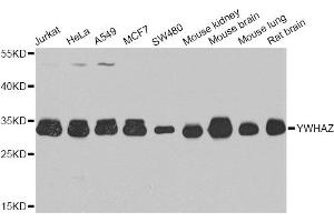 Western blot analysis of extracts of various cell lines, using YWHAZ antibody. (14-3-3 zeta Antikörper)