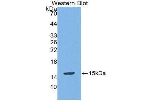Western Blotting (WB) image for anti-Mucosae Associated Epithelia Chemokine (AA 20-115) antibody (ABIN1869143) (Mucosae Associated Epithelia Chemokine (AA 20-115) Antikörper)