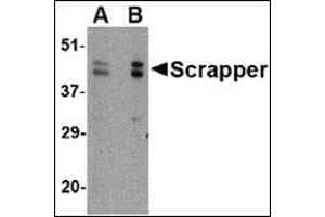 Western blot analysis of SCRAPPER in A20 cell lysate with this product at (A) 0. (FBXL20 Antikörper  (C-Term))