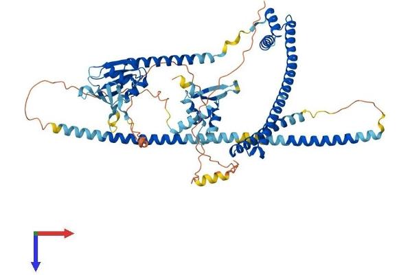 ENOX1 Protein (AA 1-643) (His tag)