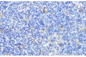 Immunohistochemistry of paraffin-embedded Mouse spleen using CTSB Polyclonal Antibody at dilution of 1:100 (40x lens). (Cathepsin B Antikörper)