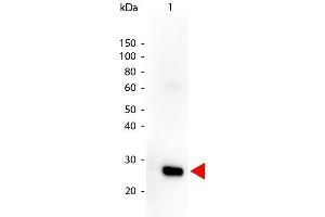Western Blot of Goat anti-HUMAN λ (lambda chain) Peroxidase Conjugated antibody. (Ziege anti-Human lambda (Light Chain) Antikörper (HRP) - Preadsorbed)