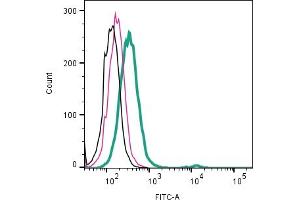Cell surface detection of  TMEM150C by indirect flow cytometry in live intact human  monocytic leukemia cell line: + goat-anti-rabbit-FITC. (TMEM150C Antikörper  (Extracellular))