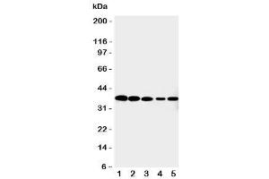 Western blot testing of Cdk7 antibody and Lane 1:  HeLa (CDK7 Antikörper  (C-Term))