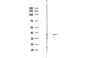 Western blot analysis of lysates from HepG2 cells(starvation,24h treatment), using SOX3 Antibody at 1/1000 dilution.