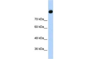 Western Blotting (WB) image for anti-Complement C2 antibody (ABIN2462449)