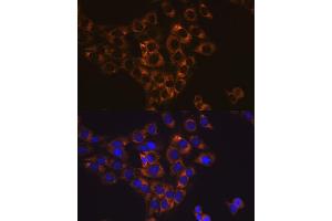 Immunofluorescence analysis of C6 cells using Caspase-6 antibody (ABIN7266119).