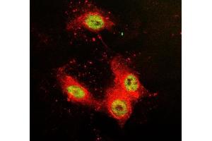 IF analysis of SFPQ using anti-SFPQ antibody (ABIN7603089) and anti-Tubulin Alpha antibody (ABIN7600339). (SFPQ Antikörper  (Middle Region))