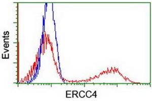 Flow Cytometry (FACS) image for anti-Excision Repair Cross-Complementing Rodent Repair Deficiency, Complementation Group 4 (ERCC4) antibody (ABIN1498073) (ERCC4 Antikörper)