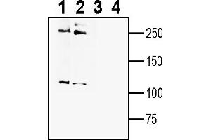 Western blot analysis of human Caco-2 colon carcinoma cell line lysate (lanes 1 and 3) and human MDA- breast carcinoma cell line lysate (lanes 2 and 4):1-2.