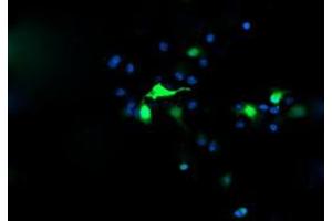 Image no. 3 for anti-Chromosome 2 Open Reading Frame 62 (C2orf62) antibody (ABIN1497051) (C2orf62 Antikörper)