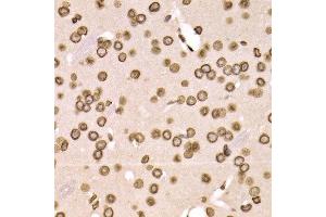 Immunohistochemistry of paraffin-embedded mouse brain using LMNB2 antibody at dilution of 1:200 (400x lens). (Lamin B2 Antikörper)