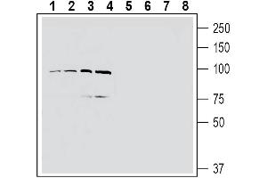 Western blot analysis of human MCF-7 breast adenocarcinoma cell line lysate (lanes 1 and 5), human U-87 MG glioblastoma cell line lysate (lanes 2 and 6), human Jurkat T-cell leukemia cell line lysate (lanes 3 and 7) and human THP-1 monocytic leukemia cell line lysate (lanes 4 and 8): - 1-4. (EPH Receptor A4 Antikörper  (Extracellular, N-Term))