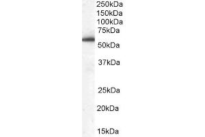 ABIN184747 (0. (DBNL Antikörper  (N-Term))