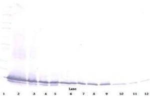 Image no. 3 for anti-Chemokine (C-C Motif) Ligand 21 (CCL21) antibody (ABIN465507) (CCL21 Antikörper)