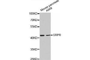 Western blot analysis of extracts of various cell lines, using GRPR antibody (ABIN5971515). (GRPR Antikörper)