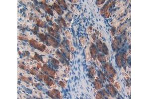 Used in DAB staining on fromalin fixed paraffin- embedded stomach tissue (CD46 Antikörper  (AA 157-365))
